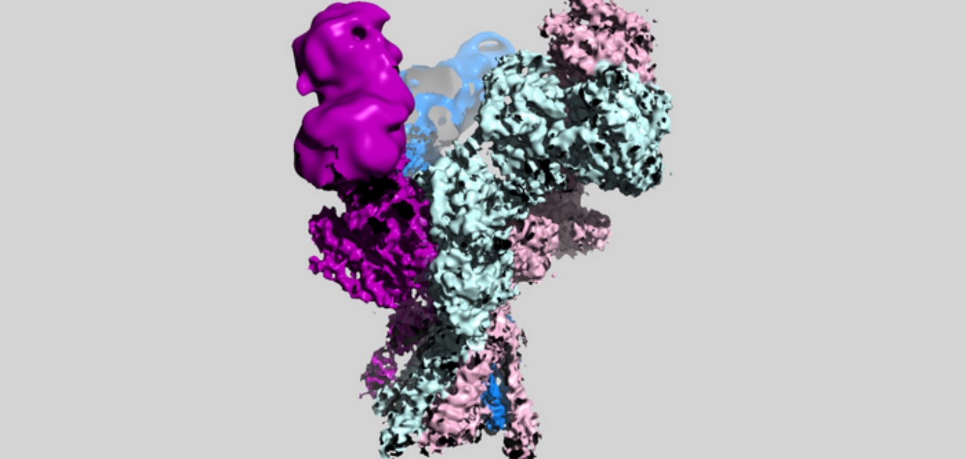 NMDA receptors 3D model