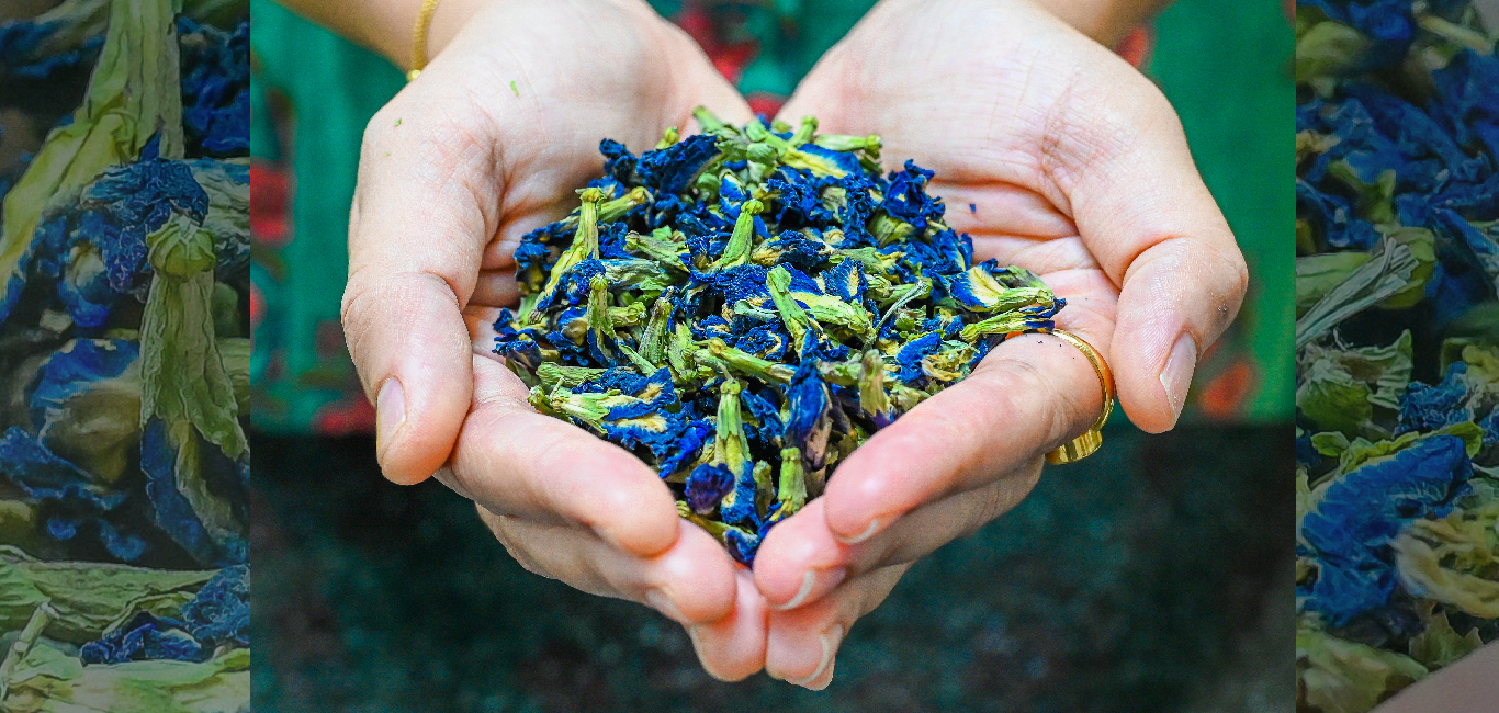 woman with blue pea tea flowers