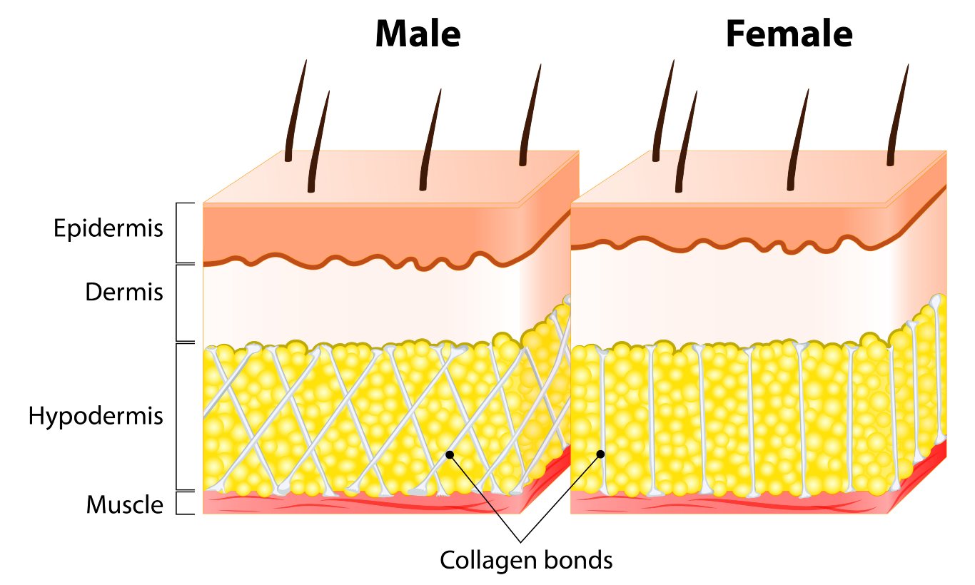 Difference between men's and women's skin
