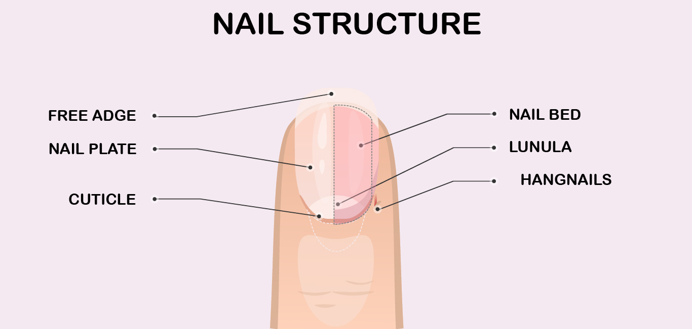 The image describes parts of the nail like free adge, nail bed, nail plate, cuticle, and lunula