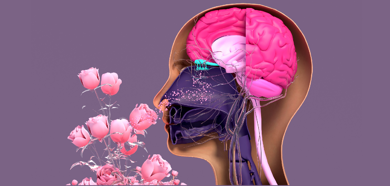 Mapping how the brain perceives smell in the brain