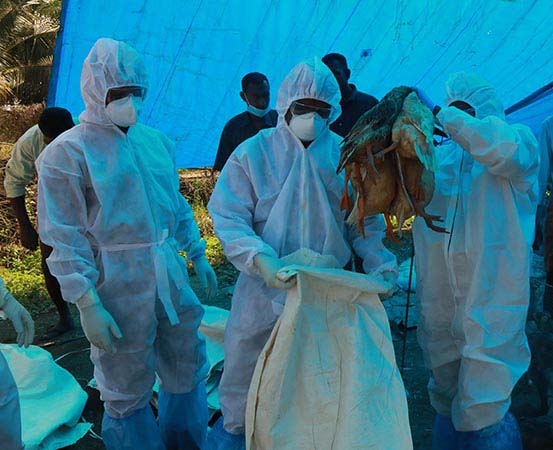 Experts say the recent detection of bird flu in mammals is concerning but emphasised that the virus would have to significantly mutate to spread between humans.