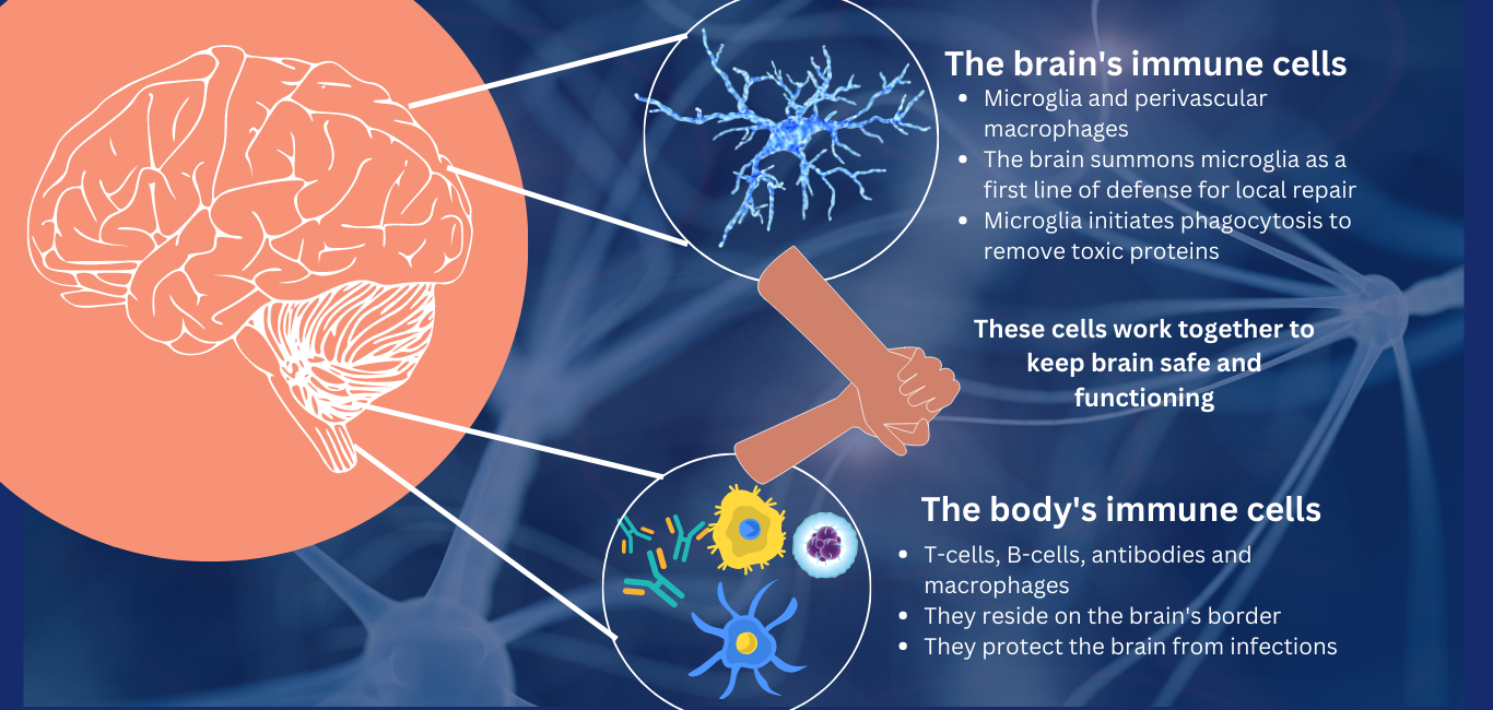 Brain and immune system interactions