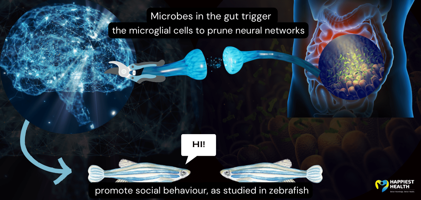 the microbes in the gut trigger glial cells in the brain to prune social neural networks, helping with social behaviour in early development of zebrafish 