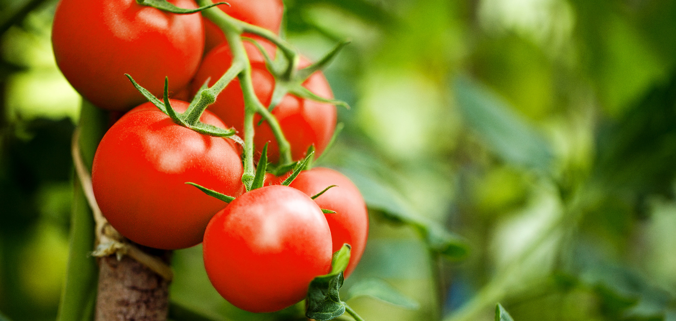 tomato, cardiac health, anti-inflammatory foods, exercise, food and nutrition, tomatoes 