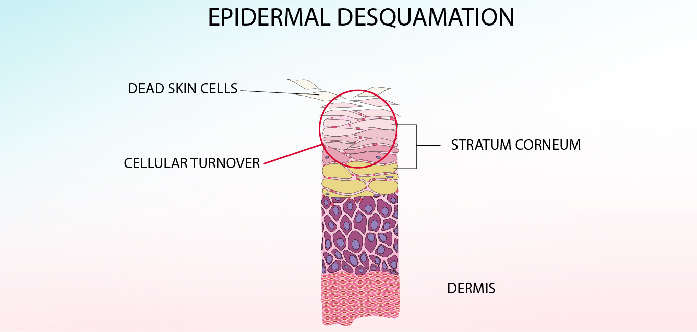explaining the process of epidermal desquamation, cellular turnover and dead skin cells leaving the skin