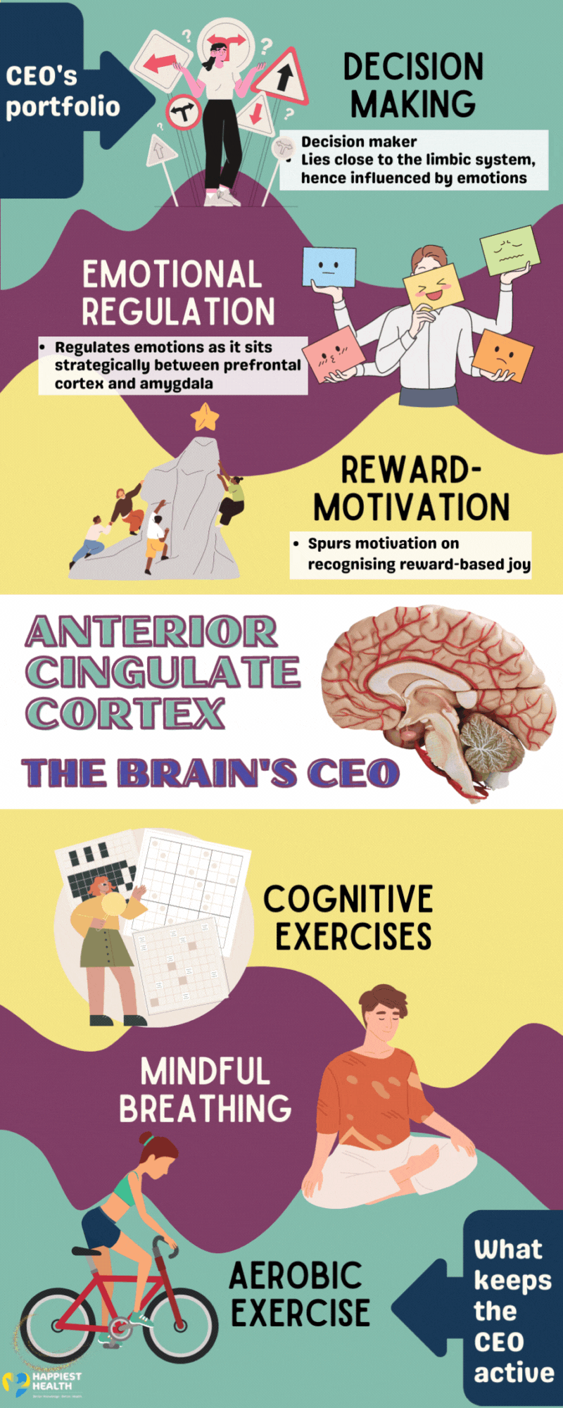 Anterior Cingulate Cortex - The brain's CEO The CEO's portfolio- Image of a confused girl on decisions Decision making- Decision maker Lies close to the limbic system, hence influenced by emotions a man holding many faces- Emotional regulation- Regulates emotions as it sits strategically between prefrontal cortex and amygdala People climbing a hill towards a reward star Reward Motivation- Spurs motivation on recognising reward-based joy What Keeps the CEO active Cognitive exercises- a girl solving sudoku and crossword puzzles Mindful breathing- A man meditating A girl cycling- aerobic exercise