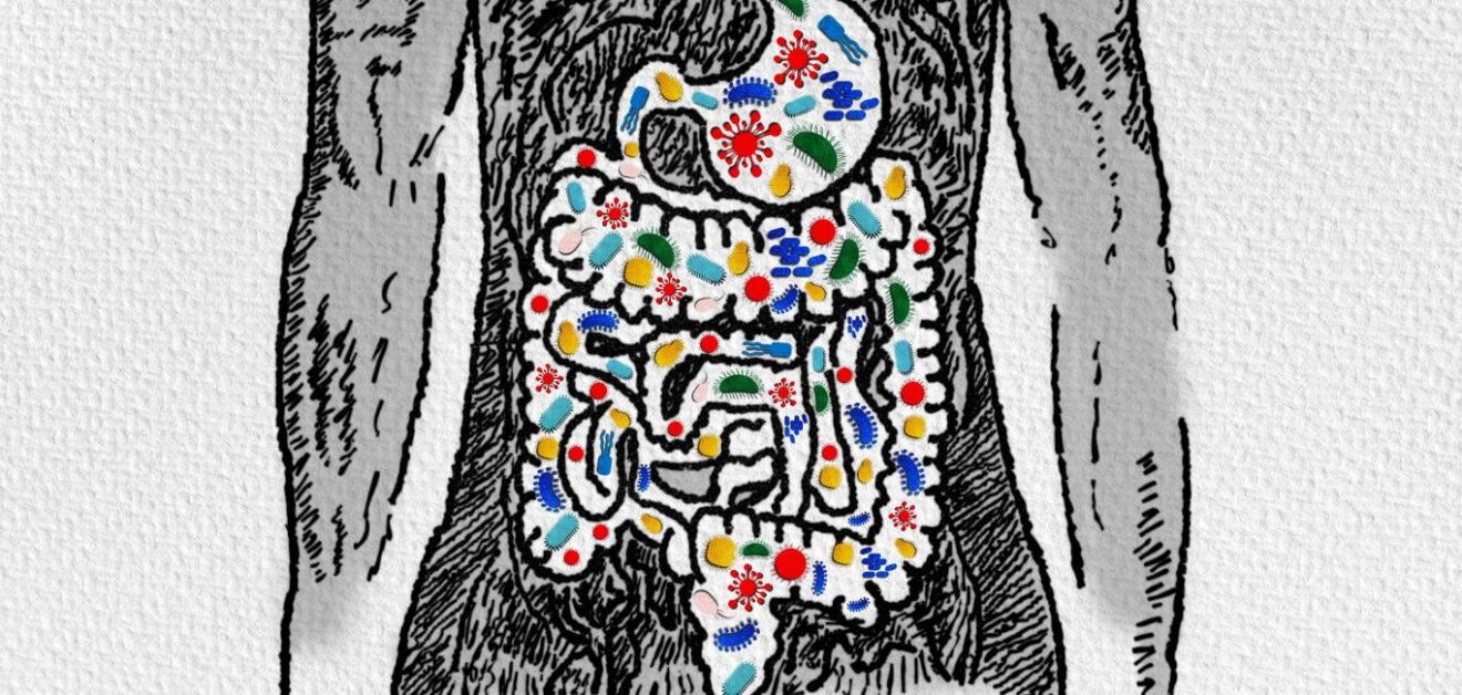 A healthy gut could boost cell therapies for cancer