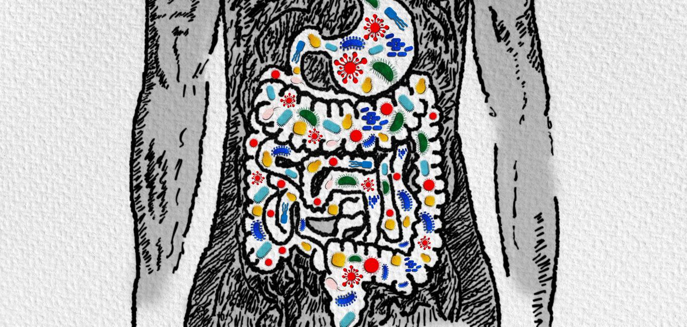 Representative illustration of the gut microbiome 
