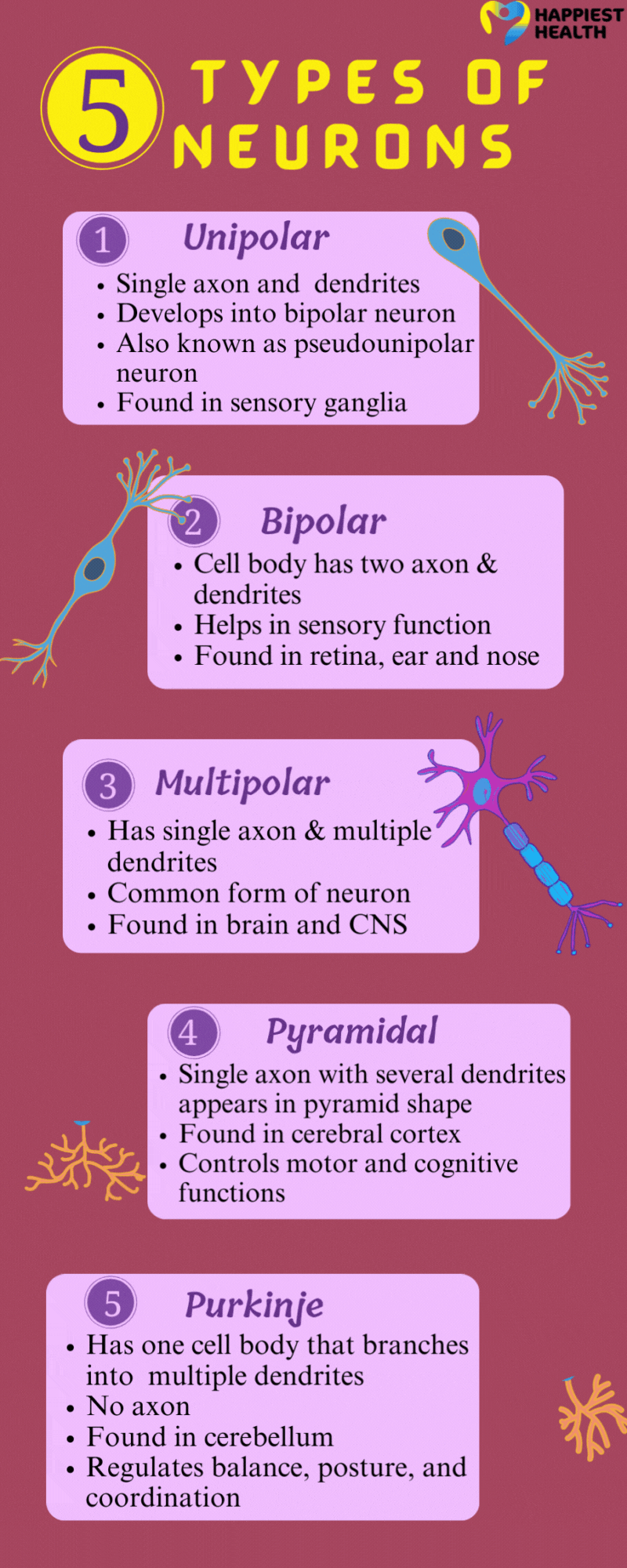 The brain has different types of neurons based on the function of the neurons 