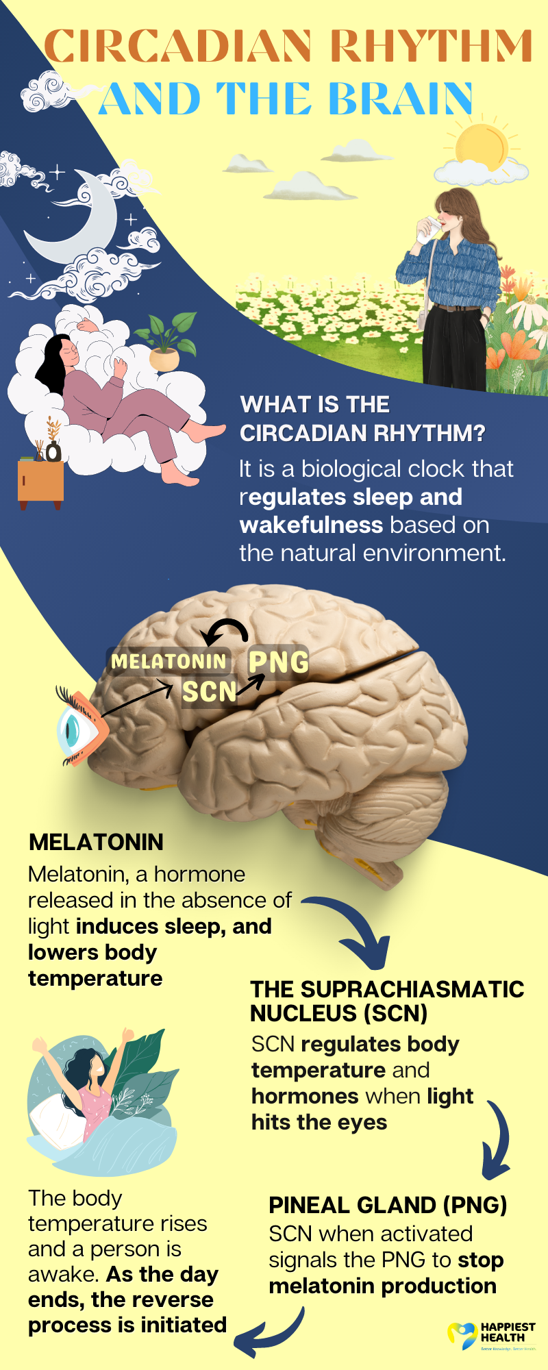 Circadian rhythm on the brain - It is a biological clock that regulates sleep and wakefulness based on the natural environment. Suprachiasmatic Nucleus (SCN) regulates body temperature and hormones when light hits the eyes. SCN when activated signals the pineal gland to stop melatonin production. Melatonin a hormone released in the absence of light induces sleep, and lowers body temperature. The body temperature rises, and a person is awake. As the day ends, the reverse process is initiated.