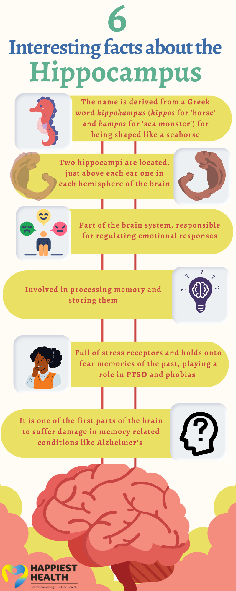 In this infographic, we have put together some interesting facts to appreciate the power of the tiny yet mighty hippocampus as it shapes our ability to navigate the world and remember the experiences that make us who we are. 