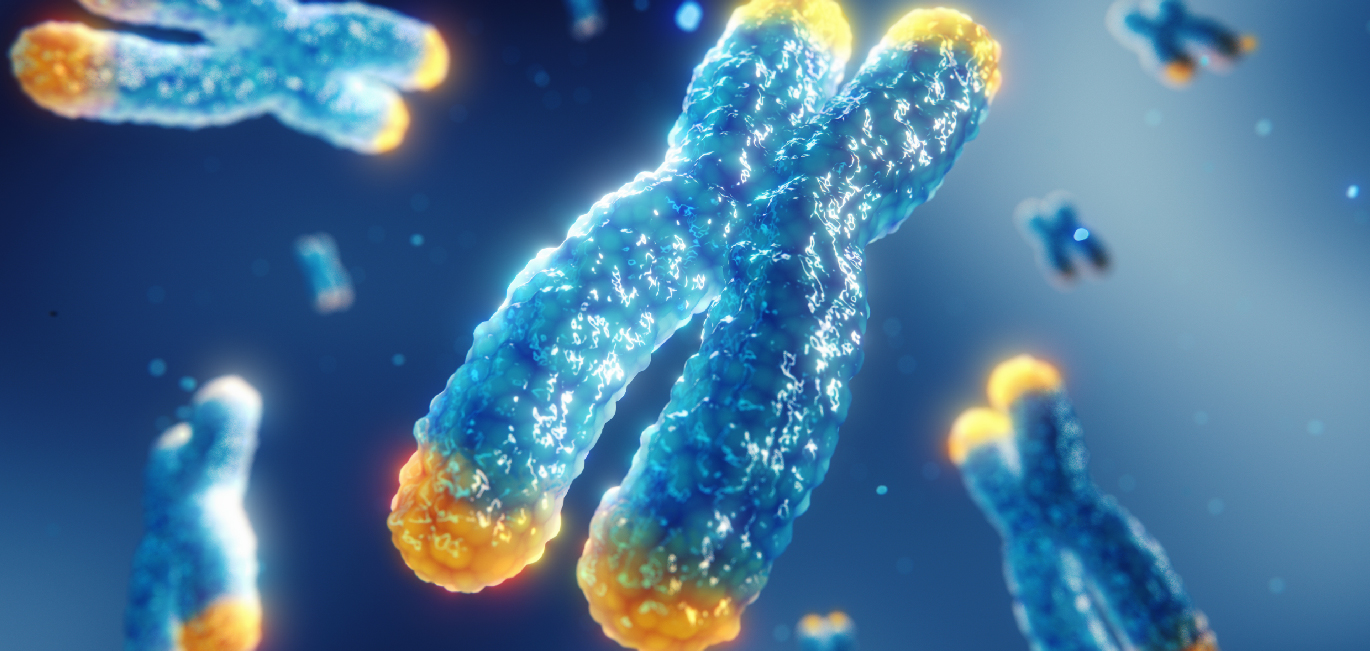 Telomeres are the cap-like structure at the end of chromosome| Representational Image | Shutterstock