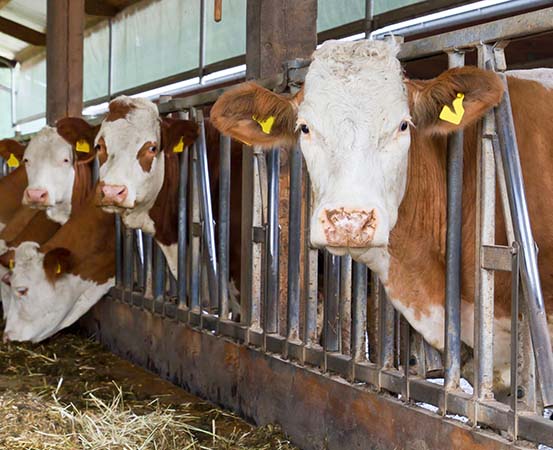 Experts say that the unusual case of mad cow disease won’t change the negligible risk status of the United States or cause any trade issues