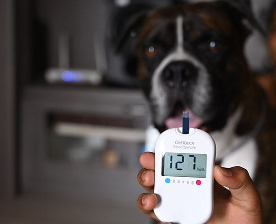 Cases of diabetes in dogs are observed more usually in metropolitan cities as the owners try to adjust their lifestyles as per their convenience
