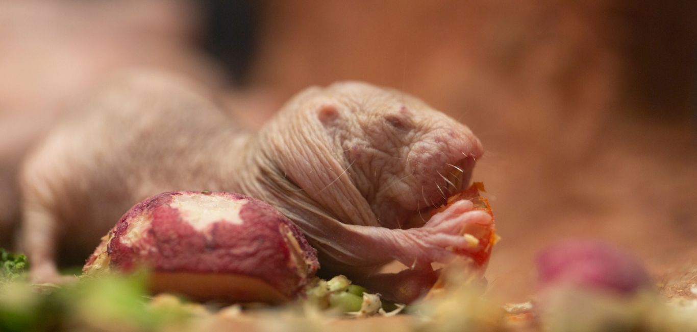 Photograph of a naked mole rat