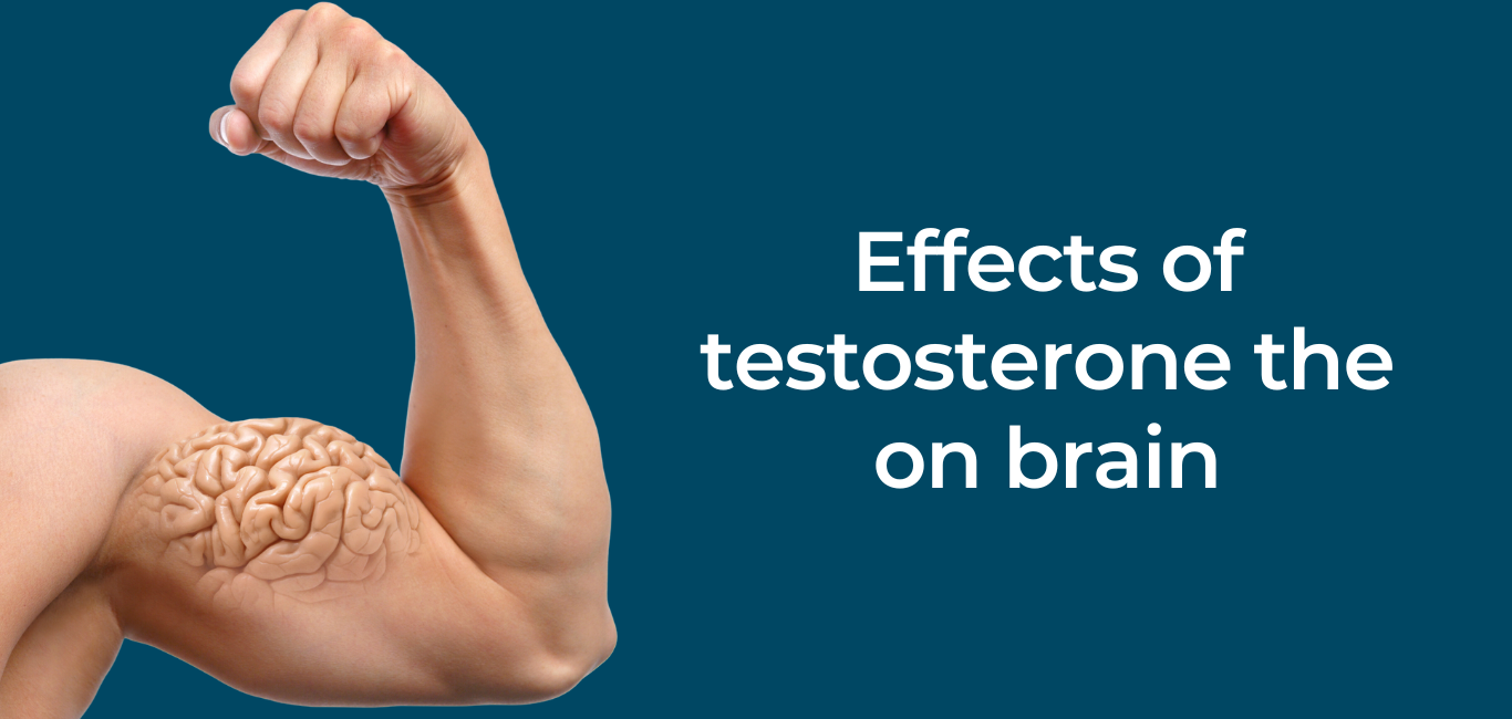 effects of testosterone on brain