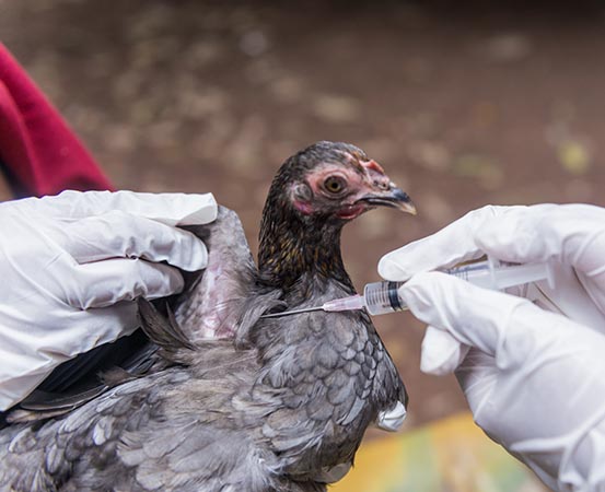 There have been regular bird flu outbreaks since the virus first emerged in 1996.