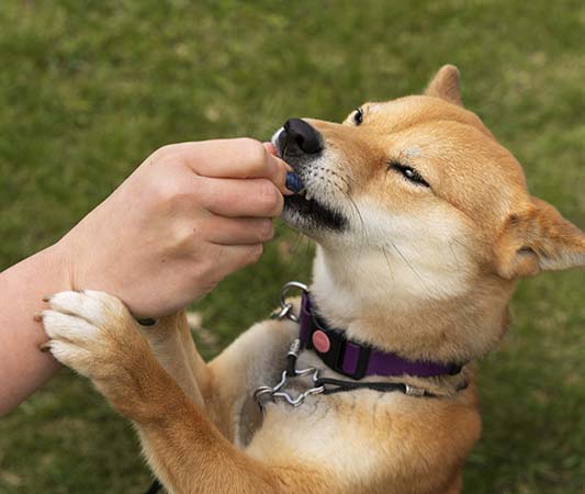 Dogs must be trained not to bite, but it is important to understand why they do so. 