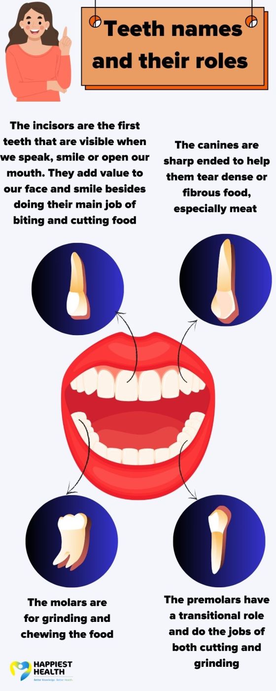 Roles of incisors, canines, premolars, molars