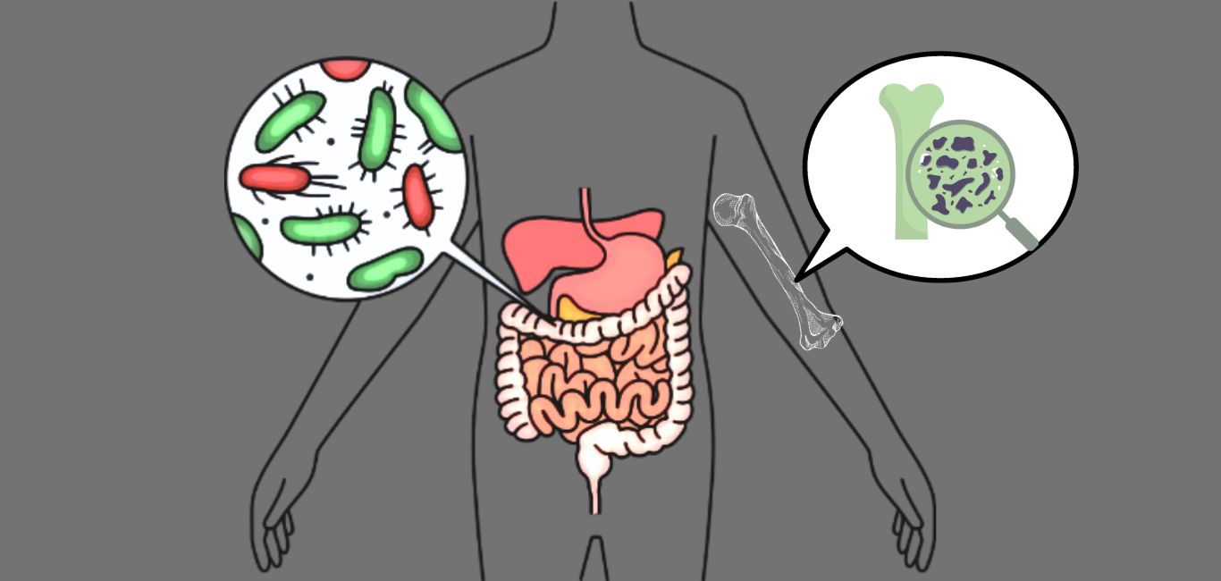 Bone health and gut microbiome