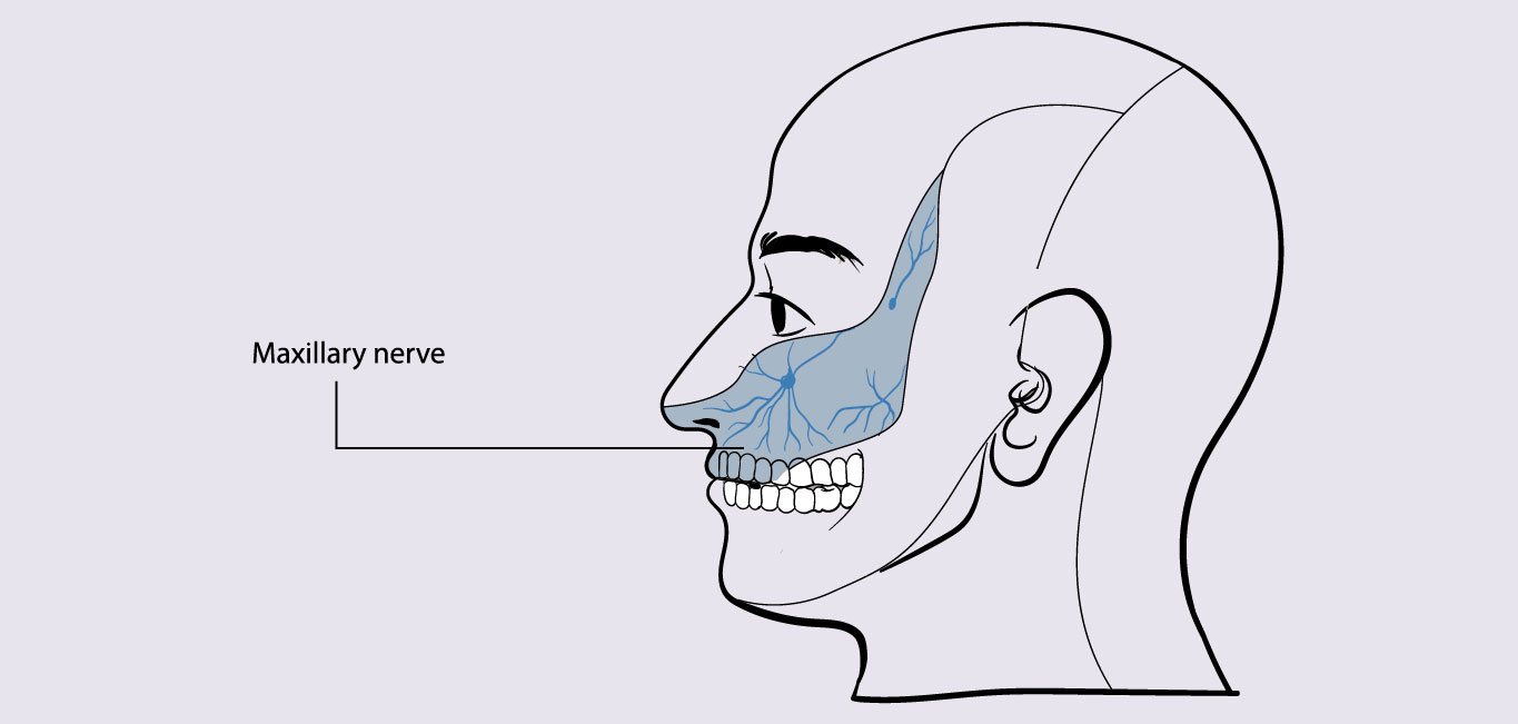 Middle branch of the trigeminal nerve - Maxillary nerve