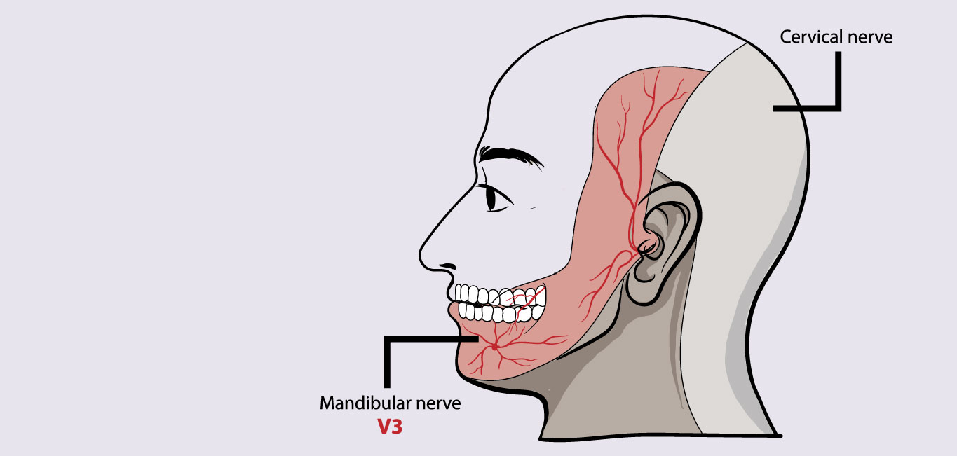 Lower branch of the trigeminal nerve - Mandibular nerve