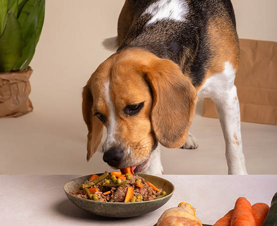 Managing food aggression in dogs